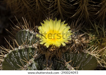 Mother-in-lawâ??s cactus, Mexican Golden Barrel Cactus, Echinocactus grusonii, flowering in spring in Mexico