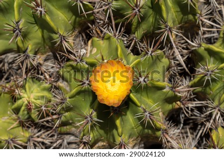 Mother-in-lawâ??s cactus, Mexican Golden Barrel Cactus, Echinocactus grusonii, flowering in spring in Mexico