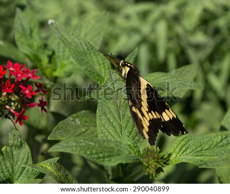 Giant swallowtail butterfly, Papilio cresphontes, is found in North America and South America