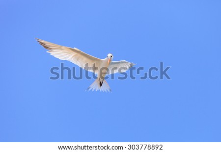 Elegant tern, Thalasseus elegans, flying across a blue sky in search of fish in Huntington Beach, Southern California