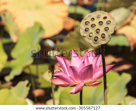 Pink lotus flower on top of a koi pond