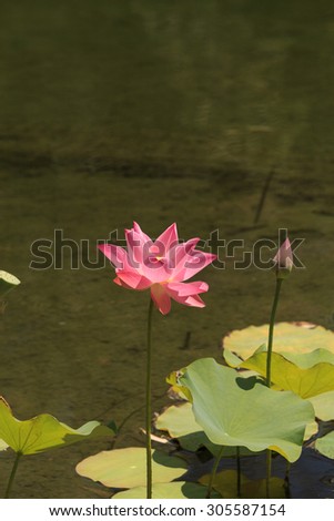 Pink lotus flower on top of a koi pond