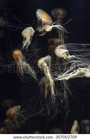 Japanese sea nettle Jellyfish, Chrysaora pacifica, can range in color from gold to red. Their dark stripes extend from the top to the bottom of the bell.