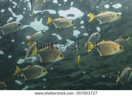 Florida pompano, Trachinotus carolinus, is a silver fish with a yellow tail and can be found in schools along the western coast of the Atlantic ocean.