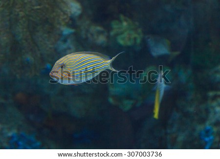 Clown tang fish, Acanthurus lineatus, is also called the zebra surgeonfish.