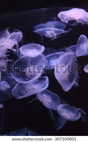 Moon jellyfish, Aurelia aurita, is translucent and has four horseshoe-like gonads visible. It drifts with the current throughout most of the worlds oceans.