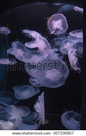 Moon jellyfish, Aurelia aurita, is translucent and has four horseshoe-like gonads visible. It drifts with the current throughout most of the worlds oceans.