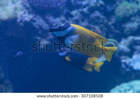 Foxface rabbitfish, Siganus vulpinus, is a yellow fish with black and white bands across its face.