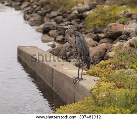 Great blue heron in the wild, standing on a ledge in a marsh in Southern California