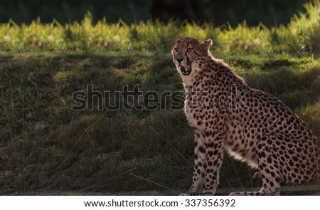 The Cheetah, Acinonyx jubatus, is the fasted mammal on land