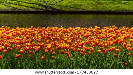 Beautiful soft focus vibrant yellow, orange and red tulips at Keukenhof Netherlands