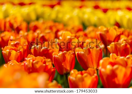 Beautiful soft focus vibrant yellow, orange and red tulips at Keukenhof Netherlands