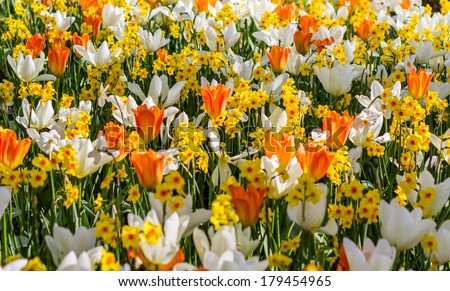 Beautiful soft focus vibrant white and orange tulips and yellow daffodils at Keukenhof Netherlands