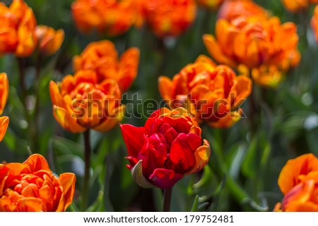Beautiful soft focus vibrant orange and red tulips at Keukenhof Netherlands