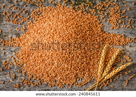 Harvested Wheat with Wheat Spike in Bottom Right Corner on Rustic Old Barn Wood Background