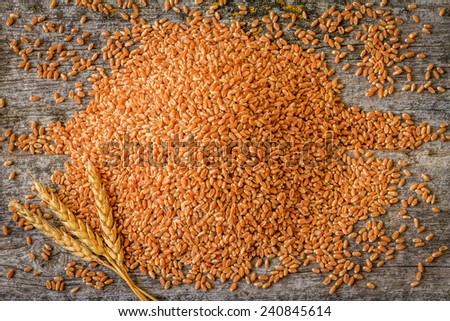 Harvested Wheat with Wheat Spike in Bottom Left Corner on Rustic Old Barn Wood Background