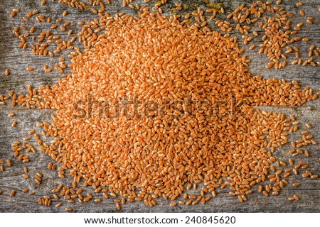Harvested Wheat on Rustic Old Barn Wood Background soft focused