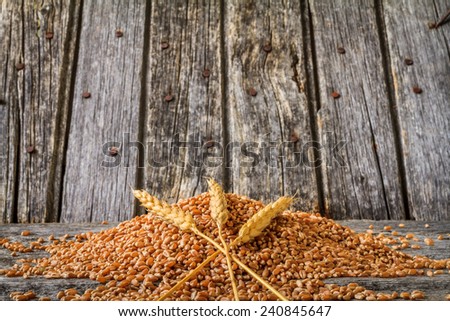 Harvested Wheat with Wheat Spikes in centre on Rustic Old Barn Wood Background