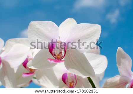 Big White Orchid. White Orchids Background