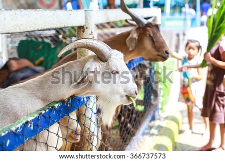 Goat in zoo waiting for food.