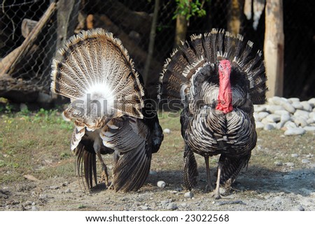 The portrait of two turkey with red head.