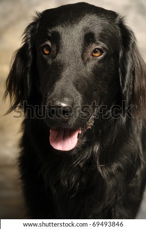 A black labrador with tongue sticking out
