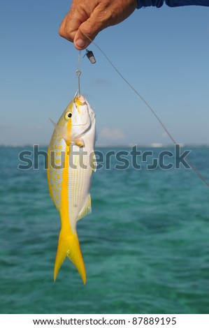 Picture of the hand holding fish - Stock Image - Everypixel