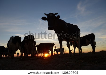 Picture of cows silhouette in Argentina