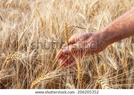 Hand holding an ear of wheat in a wheat field.