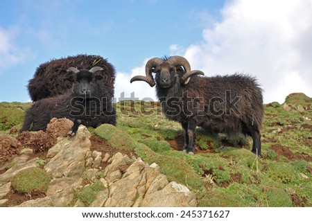 Hebridean ram, Known as a stocky hardy breed this animal lives on the wild slopes on Baggy Point in North Devon, a popular sight with walkers on the southwest coast path.