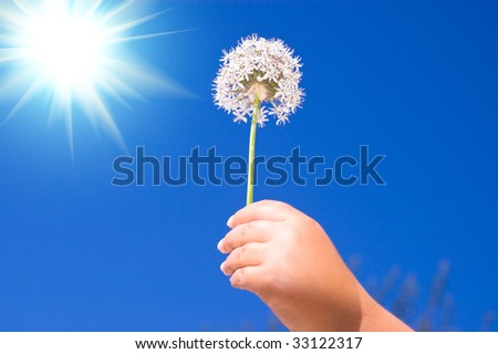Hand holding flower on sky background
