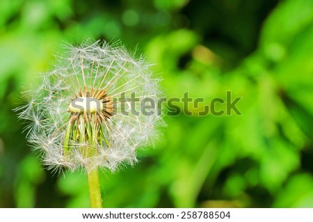 Dandelion on blur landscape background