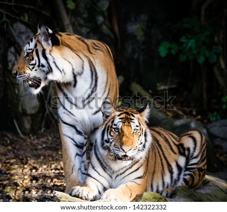 Two Tiger