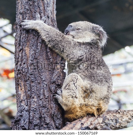 Koala Bear sleep on a tree trunk