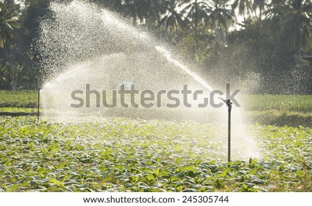 Morning view of a hand line sprinkler system in a farm field.