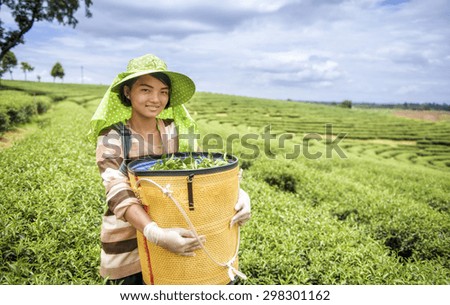 Young woman harvesting tea leaves, Thailand