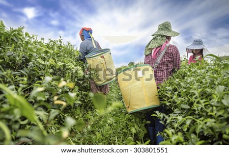 Tea picker picking tea leaf on plantation, Chiang Rai, Thailand