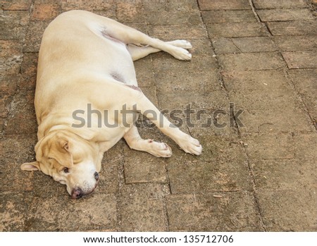 Fat labrador retriever sleep on the floor
