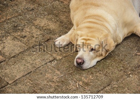 Fat labrador retriever sleep on the floor