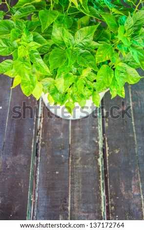 paprika plants in pots on the table