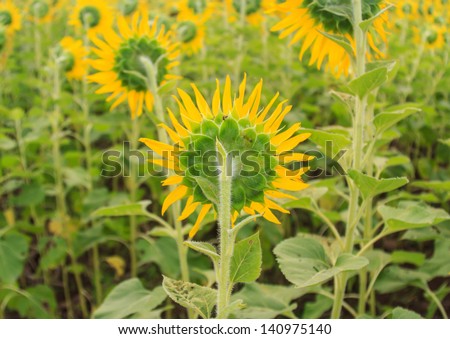 Back Sunflowers in Sunflower field