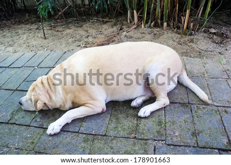 Fat labrador retriever  sleep on the floor , 8 years old.