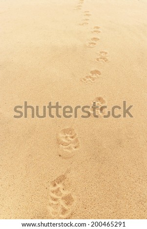 Dog footprints on sand backgrounds and texture.