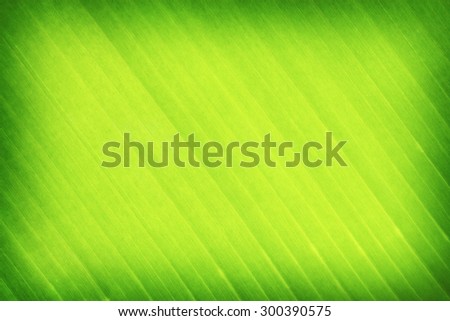 green leaves banana background or texture