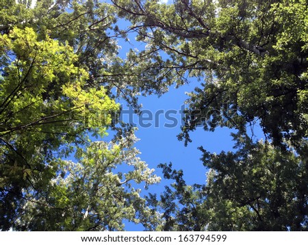 Lush foliage brunches in bright sunlight against blue sky