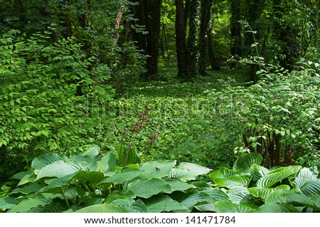 beautiful forest floor, forest clearing