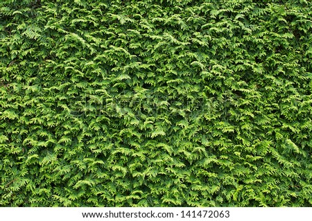 Close-up of a coniferous hedge trimmed flat