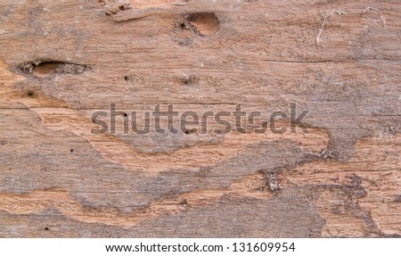 Closeup of texture of termite damaged wood