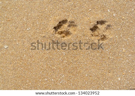 Dog footprints on the sandy beach.