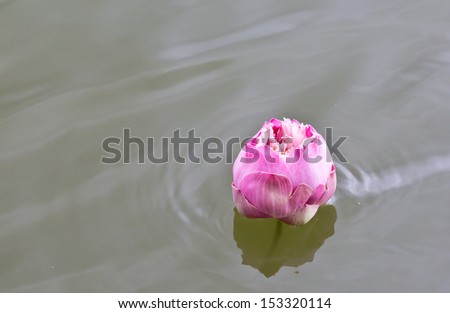 Purple lotus on water.